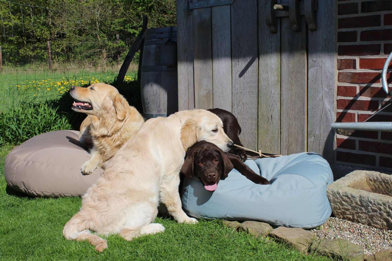 Hundekissen